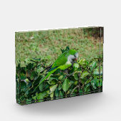 Bloc Photo Perroquet vert (Gauche)