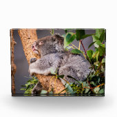 Bloc Photo Petit koala doux (Devant)