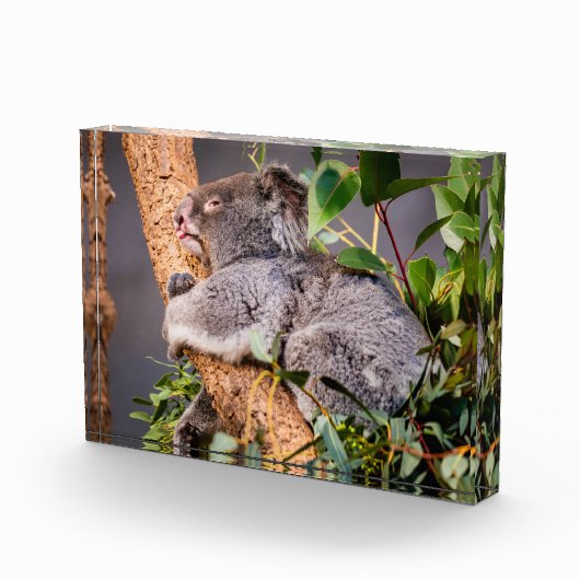 Bloc Photo Petit koala doux (Droite)