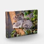 Bloc Photo Petit koala doux (Gauche)
