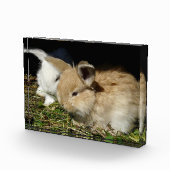 Bloc Photo Petit lapin moelleux (Droite)