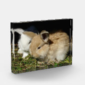 Bloc Photo Petit lapin moelleux (Gauche)