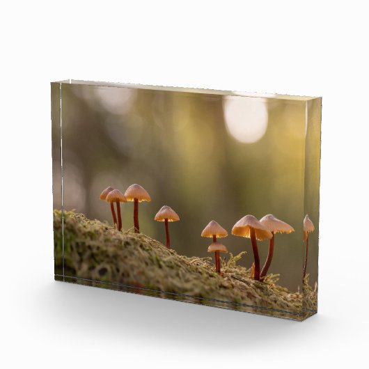 Bloc Photo Petits champignons Photo nature (Droite)