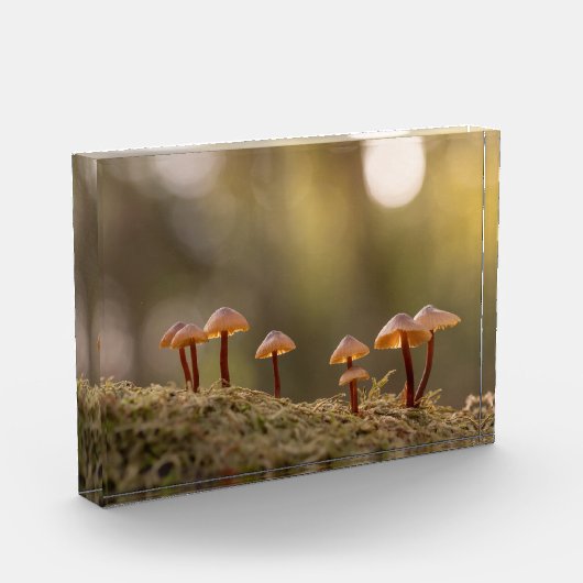 Bloc Photo Petits champignons Photo nature (Gauche)