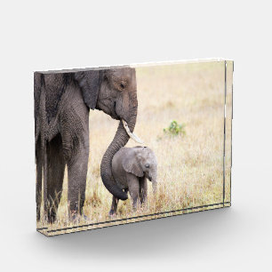 Bloc Photo Photo bébé de l'éléphant de l'amour maternel
