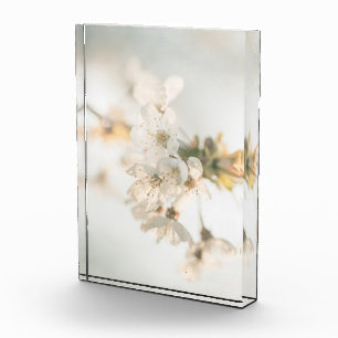 Bloc Photo Photo Cherry Nature