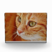 Bloc Photo Photo de closeup de chat (Devant)