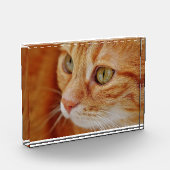 Bloc Photo Photo de closeup de chat (Gauche)