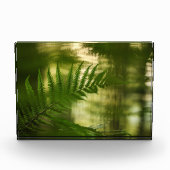 Bloc Photo Photo de Fern Nature (Devant)