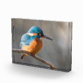 Bloc Photo Photo de la nature de Kingfisher (Droite)