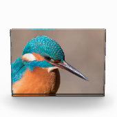Bloc Photo Photo de la nature de Kingfisher (Devant)