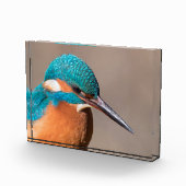 Bloc Photo Photo de la nature de Kingfisher (Droite)