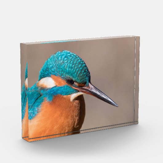Bloc Photo Photo de la nature de Kingfisher (Gauche)
