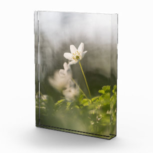 Bloc Photo Photo de la nature des fleurs blanches