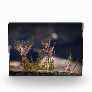 Bloc Photo Photo Heather Nature