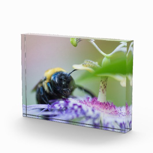 Bloc Photo Photo macro de Bumble Bee (Droite)