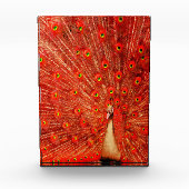 Bloc Photo Pic Rouge Disposant De Ses Plumes Rouges, (Devant)