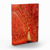 Bloc Photo Pic Rouge Disposant De Ses Plumes Rouges, (Gauche)