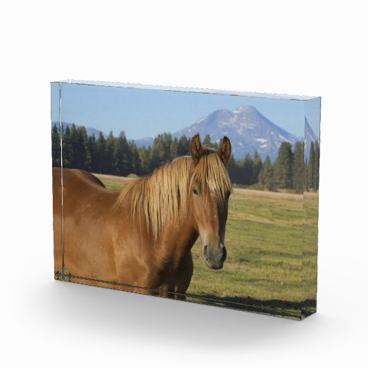 Bloc Photo Plage Cascade | Cheval de châtaignes (Droite)