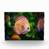 Bloc Photo Poisson de Discus (Devant)