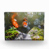 Bloc Photo Poisson Koi dans un étang (Devant)