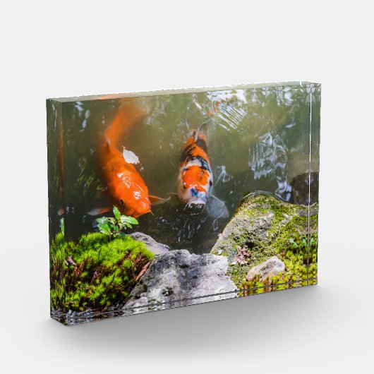 Bloc Photo Poisson Koi dans un étang (Gauche)