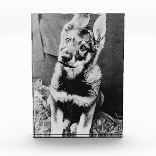 Bloc Photo Pooch