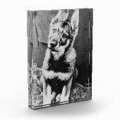 Bloc Photo Pooch (Gauche)