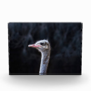 Bloc Photo portrait d'autruche