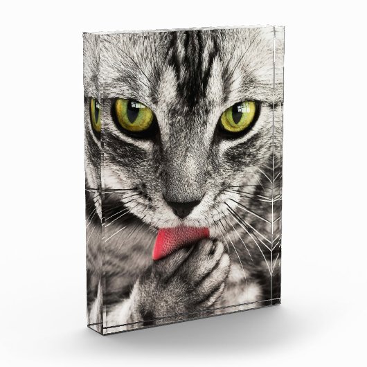 Bloc photo Portrait de chat mignon (Gauche)