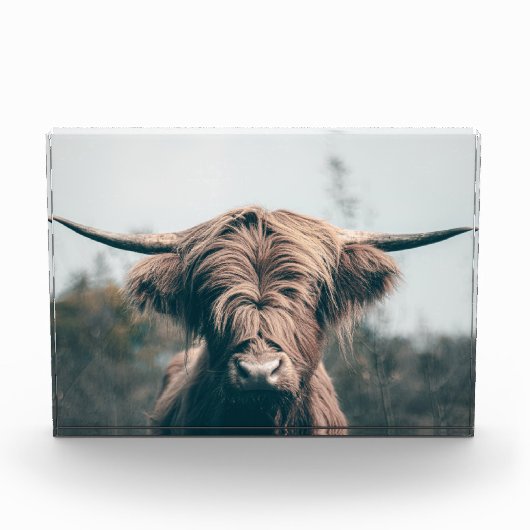 Bloc Photo Portrait de vache Highland (Devant)