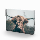 Bloc Photo Portrait de vache Highland (Droite)