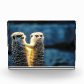 Bloc Photo Poster des suricates (Devant)