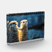 Bloc Photo Poster des suricates (Gauche)