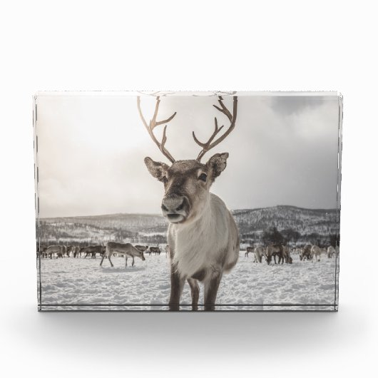 Bloc Photo Poster photo Reindeer Nature (Devant)