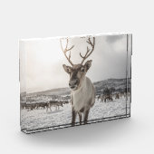 Bloc Photo Poster photo Reindeer Nature (Gauche)