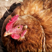 BLOC PHOTO POULET CUIT