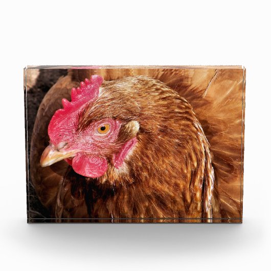 BLOC PHOTO POULET CUIT (Devant)