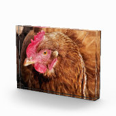 BLOC PHOTO POULET CUIT (Droite)
