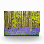 Bloc Photo Printemps dans la forêt bleue (Devant)