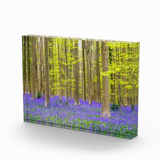 Bloc Photo Printemps dans la forêt bleue (Droite)