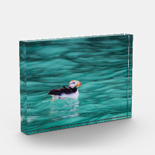 Bloc Photo Puffin In Resurrection Bay, Alaska