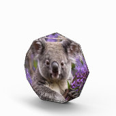 Bloc Photo Purple Jacaranda Koala Ours, (Droite)