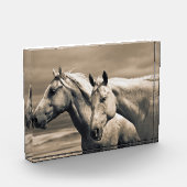 Bloc Photo Quart De Chevaux Sur Les Prairies Canadiennes (Gauche)