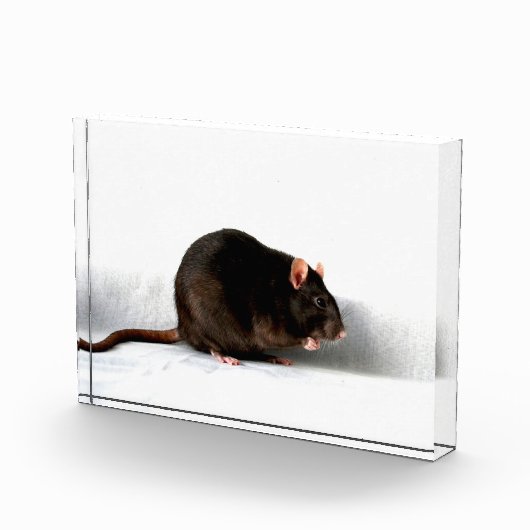 Bloc Photo Rat pbcn (Droite)