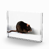 Bloc Photo Rat pbcna (Droite)