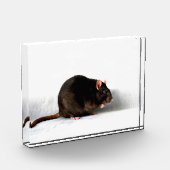 Bloc Photo Rat pbcna (Gauche)