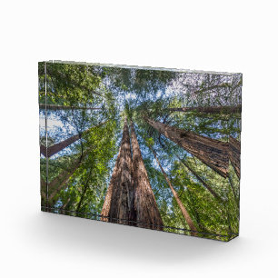 Bloc Photo Redwood Trees Marin County, California
