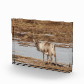 Bloc Photo Reindeer Norvège (Droite)