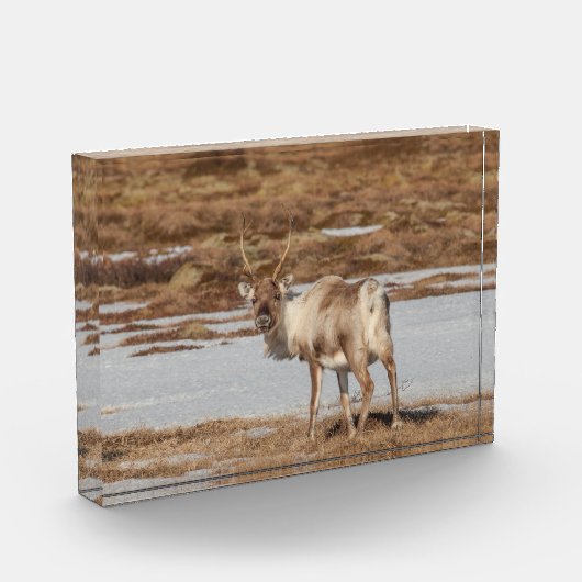 Bloc Photo Reindeer Norvège (Gauche)